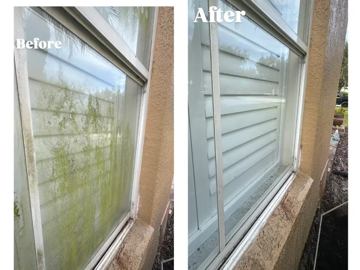 Before and after: algae-covered Tampa window glass restored to clear by Pelican Exteriors