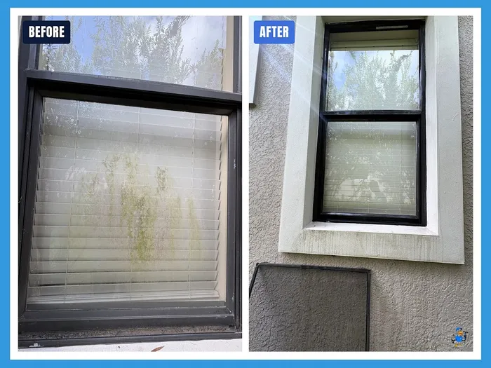 Before and after removing algae staining from a Tampa window