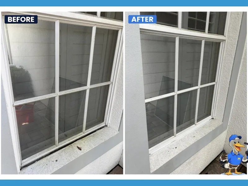 Window cleaning by Pelican Exteriors in Hyde Park, Tampa FL